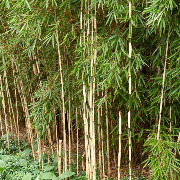 Bambou Fargesia robusta Pingwu - Bakker.com | France