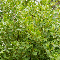 3 Grisélines lucida - Griselinia littoralis 'redge' - Bakker