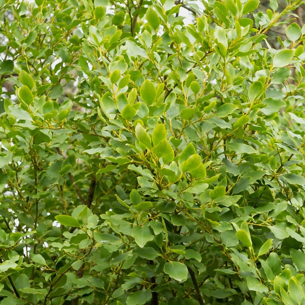 Bakker - 3 Grisélines lucida - Griselinia littoralis 'redge' - Terrasses et balcons