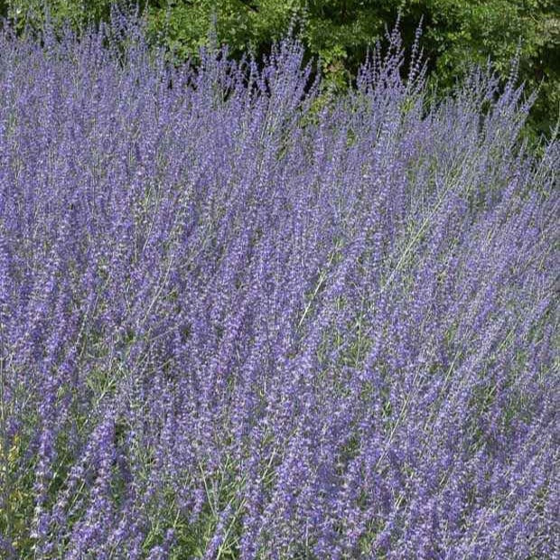 Perovskia Little Spire ® - Perovskia atriplicifolia Little Spire - Bakker