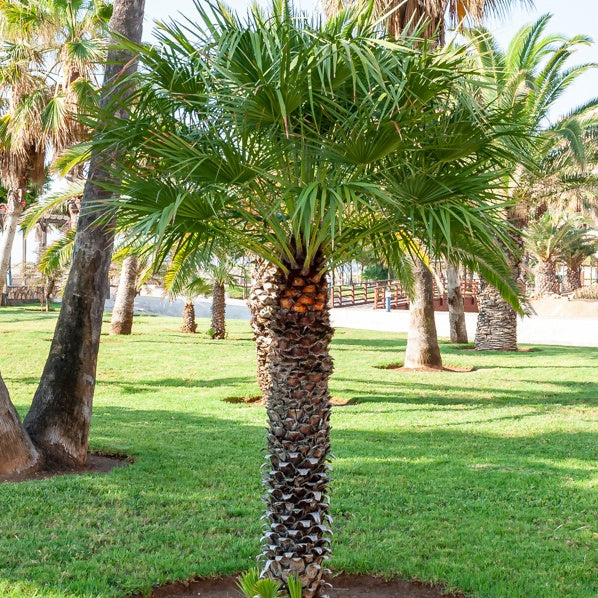 Palmier à jupon - Washingtonia filifera - Bakker