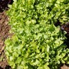 6 Plants de Laitue à feuilles de chêne blonde - Bakker