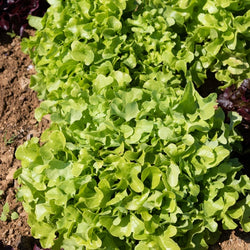 6 Plants de Laitue à feuilles de chêne blonde - Bakker