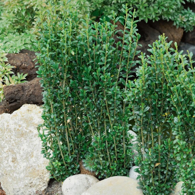 Ilex crenata fastigiata - Houx crénelé Fastigiata - Houx du Japon - Ilex Crenata