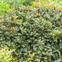 Osmanthus heterophyllus Goshiki - Osmanthe panaché Goshiki - Plantes de terrasses et balcons