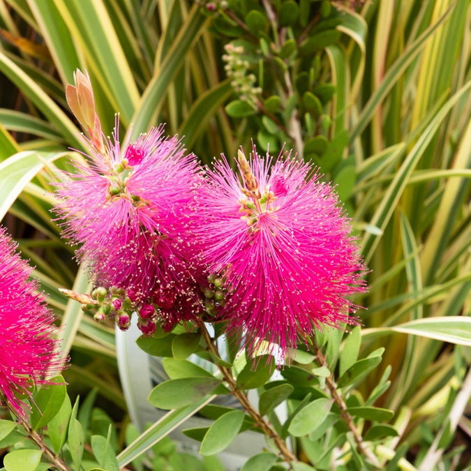 Callistemon viminalis Hot Pink - Callistemon Hot Pink - Rince-bouteille rose - Arbustes fleuris