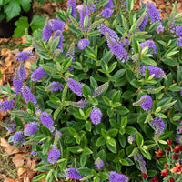 Véronique addenda - Hebe speciosa 'addenda' - Bakker