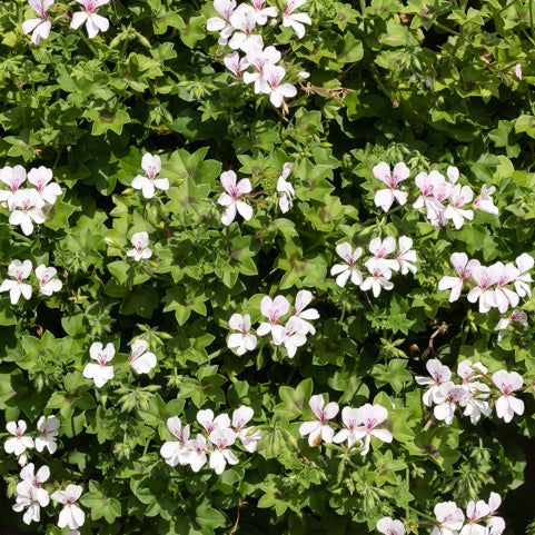 Bakker - Géranium lierre blanc - Pelargonium peltatum - Terrasses et balcons