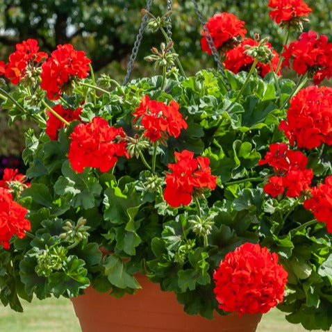 Collection de 6 Géraniums : rouges, blancs, Dark Lilac - Pelargonium zonale - Bakker