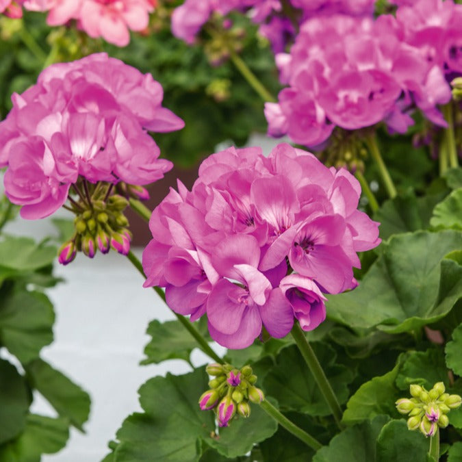 Bakker - Géranium zonale violet - Pelargonium zonale - Terrasses et balcons