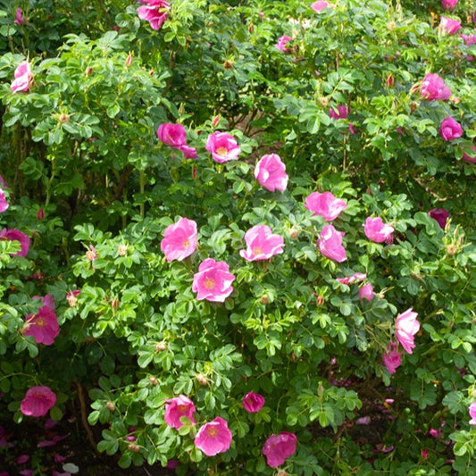 Bakker - 2 Rosiers rugueux rose foncé (pot) - Rosa rugosa rubra - Rosiers