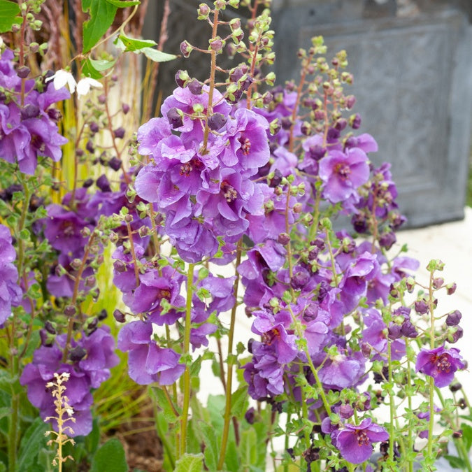 Molène Sugar Plum - Bakker