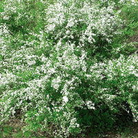 Spirée de Thunberg - Spiraea thunbergii - Bakker