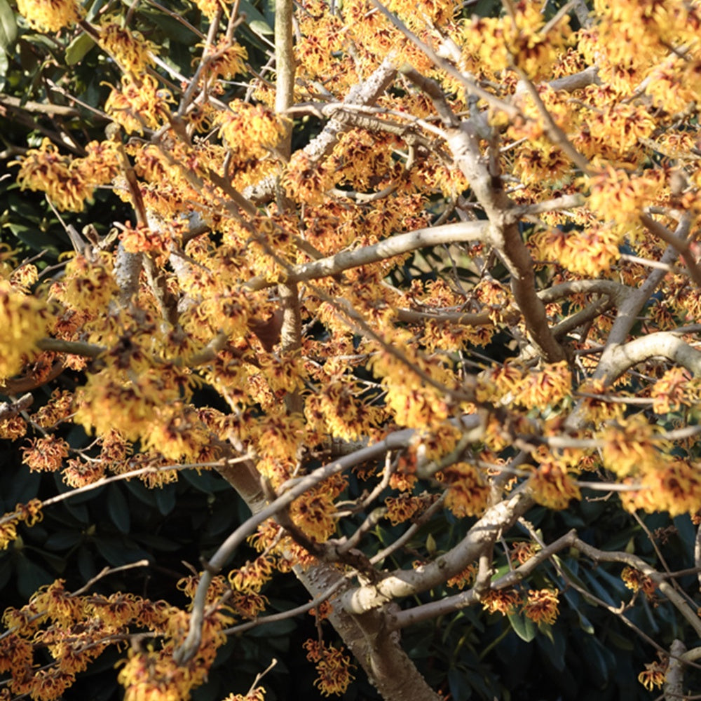 Bakker - Hamamélis intermedia Orange Beauty - Hamamelis intermedia 'orange beauty' - Terrasses et balcons