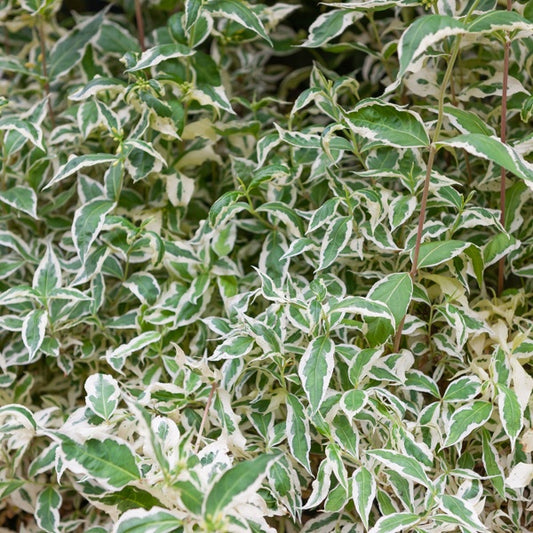 Diervilla sessilifolia Variegata - Bakker