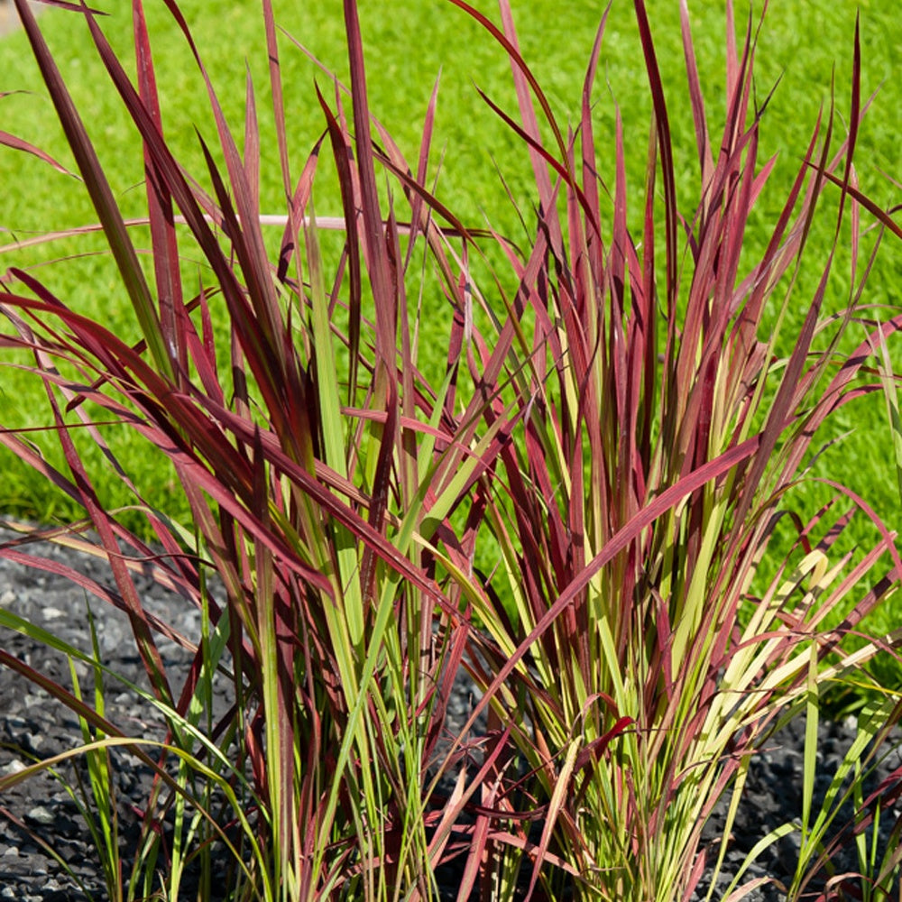 Bakker - Herbe de sang Red Baron - Imperata cylindrica 'red baron' - Plantes d'extérieur