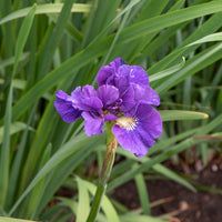 Iris sibirica Kaboom