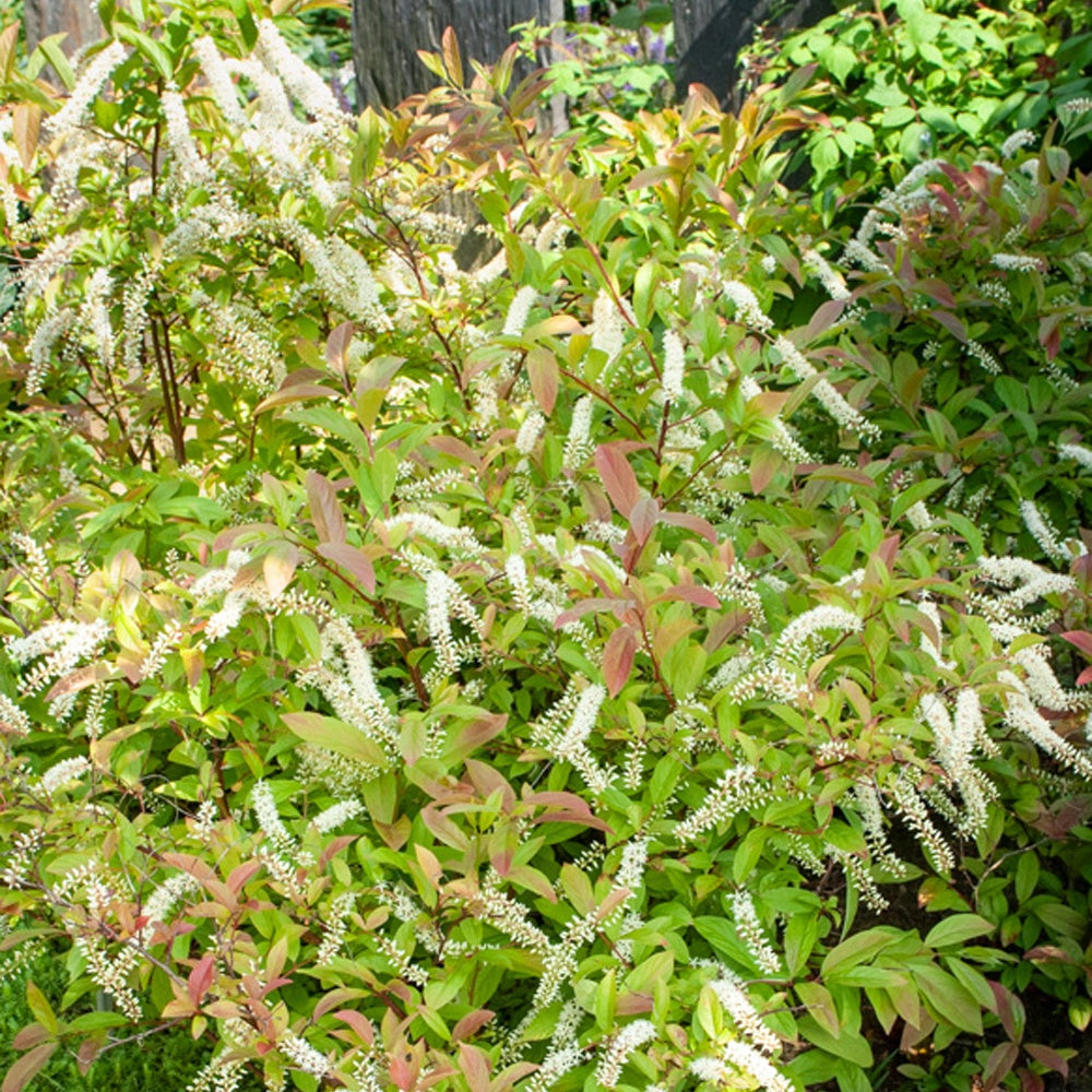 Bakker - Itéa de Virginie Henrys Garnet - Itea virginica Henry's Garnet - Plantes d'extérieur