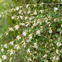 Bakker - Osmanthe de Delavay - Osmanthus delavayi - Plantes d'extérieur