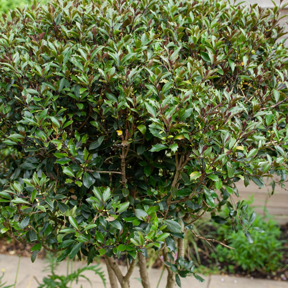 Osmanthe à feuilles de houx Purpureus - Osmanthus heterophyllus Purpureus - Bakker