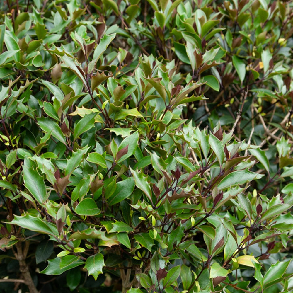 Osmanthe à feuilles de houx Purpureus - Bakker