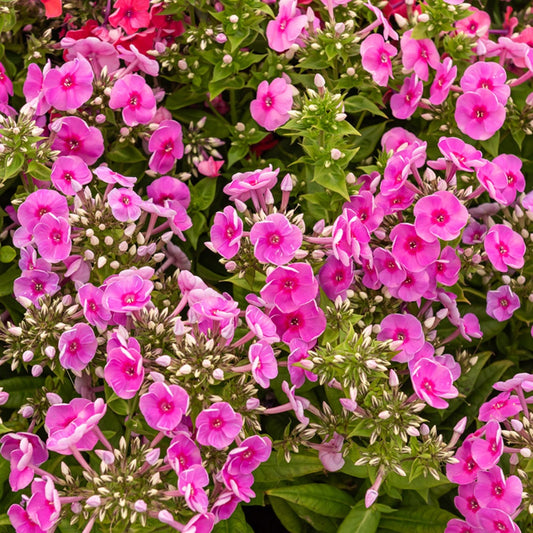 Phlox paniculata Bambini Desire - Bakker