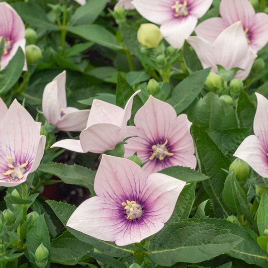 Platycodon à grandes fleurs 'Pink' - Bakker.com | France