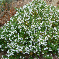 Bakker - Menthe australienne - Prostanthera cuneata