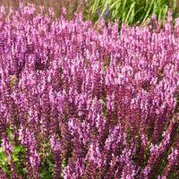 Sauge des bois rose clair - Salvia nemorosa sensation pink - Bakker
