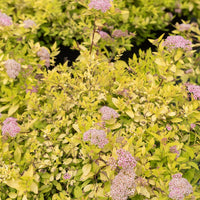 Spirée japonaise Goldmound - Spiraea japonica goldmound - Bakker