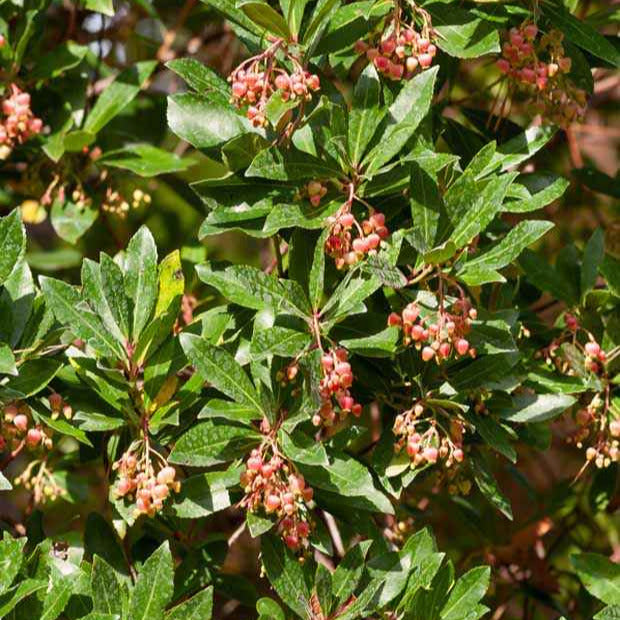 Arbousier Rubra - Bakker