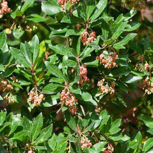 Autres arbres et arbustes fruitiers - Arbousier Rubra - Arbutus unedo 'rubra'