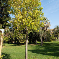 Bakker - Camphrier - Cinnamomum camphora - Plantes d'extérieur