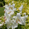 4 Lis orientaux Casa Blanca - Bakker