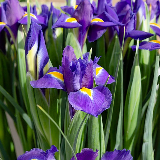 Iris de Hollande Purple Sensation