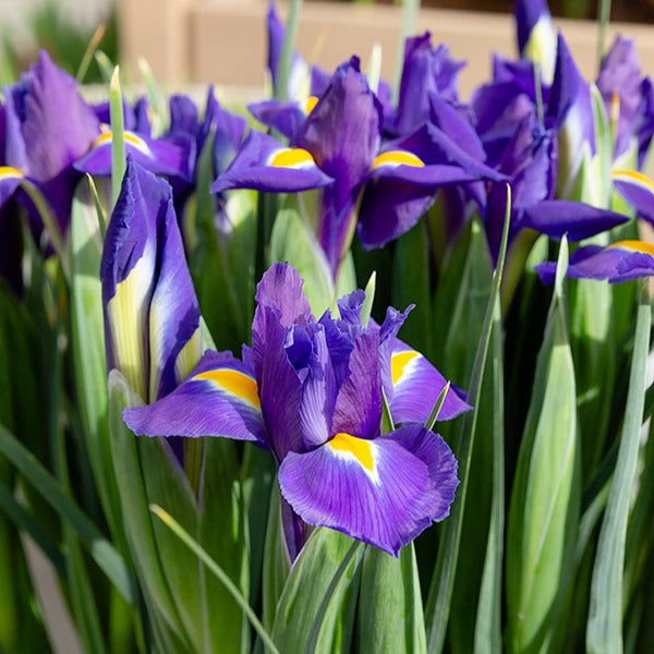 Bakker - Iris de Hollande Purple Sensation - Iris 'purple sensation' - Bulbes à fleurs