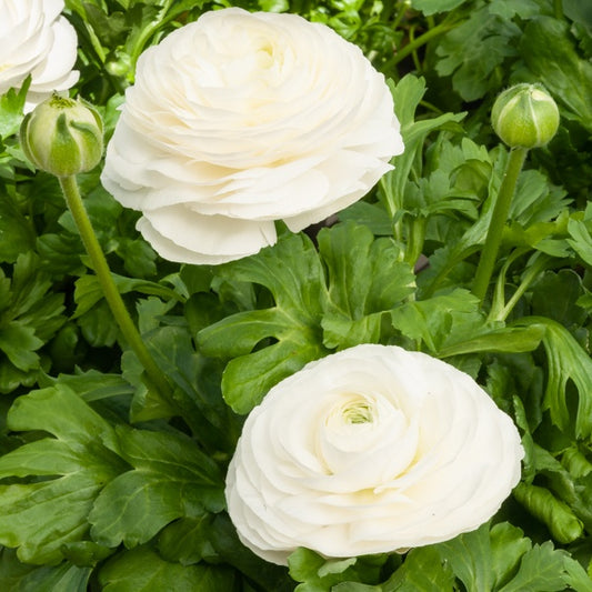 Bakker - 10 Renoncules blanches - Ranunculus white - Bulbes à fleurs