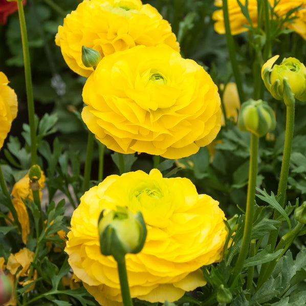 10 Renoncules jaunes - Ranunculus yellow - Bakker