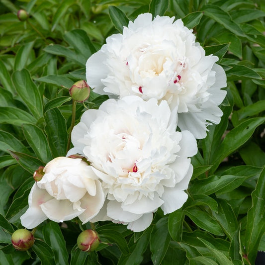 Pivoine Festiva Maxima - Bakker