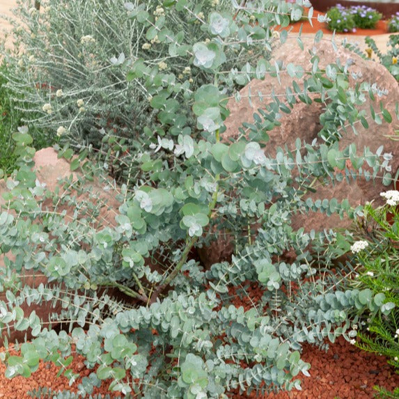 Eucalyptus - Eucalyptus Baby Blue EXTRA - Eucalyptus pulverulenta Baby Blue