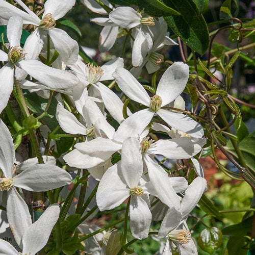 Bakker - Clématite du Père Armand Snowdrift - Clematis armandii 'snowdrift' - Plantes d'extérieur