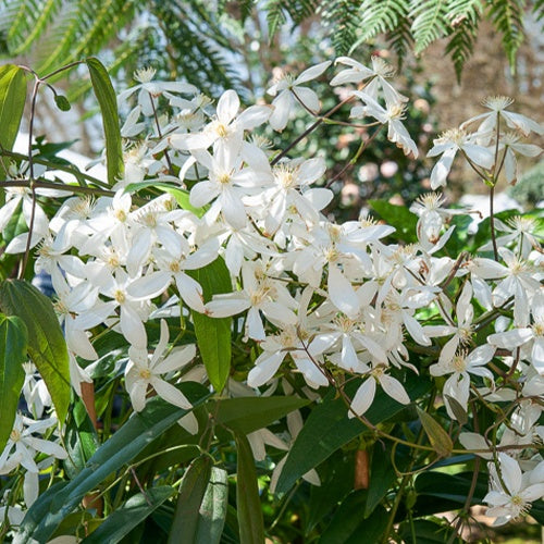 Bakker - Clématite du Père Armand Snowdrift - Clematis armandii 'snowdrift' - Arbustes et vivaces