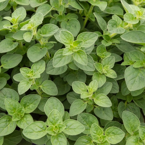 Plant d'Origan - Bakker