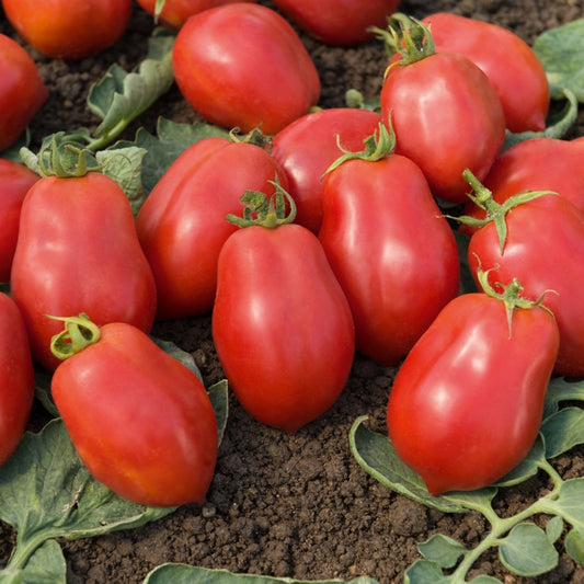 Bakker - 3 Plants de Tomate allongée Roma VF - Potager