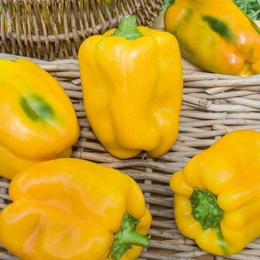 3 Plants de Poivron Jaune Tenor F1 - Bakker