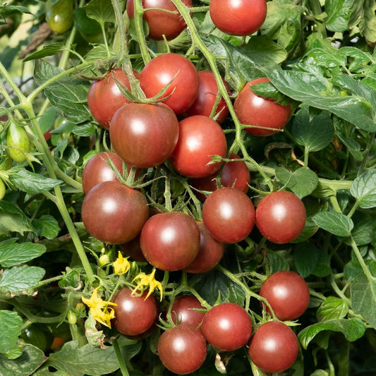 Bakker - 3 Plants de Tomate Cerise Black Cherry - Potager