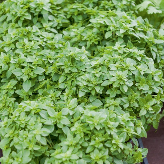 Plant de Basilic Fin vert - Bakker