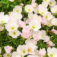 2 Œnothères Siskiyou Pink - Onagres - Oenothera siskiyou pink - Bakker