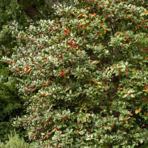 Houx commun - Ilex aquifolium - Bakker