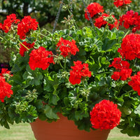 Géranium lierre double rouge - Pelargonium peltatum red - Bakker